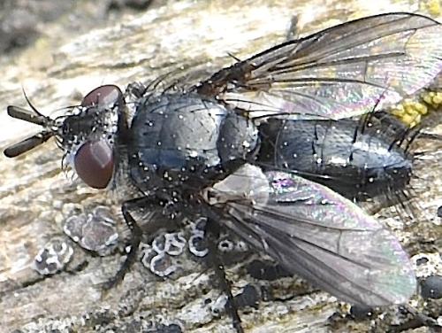 Réf. 355 335 : Wagneria sp.